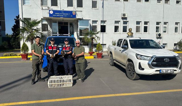 Kaçak avcılığa Jandarma darbesi!