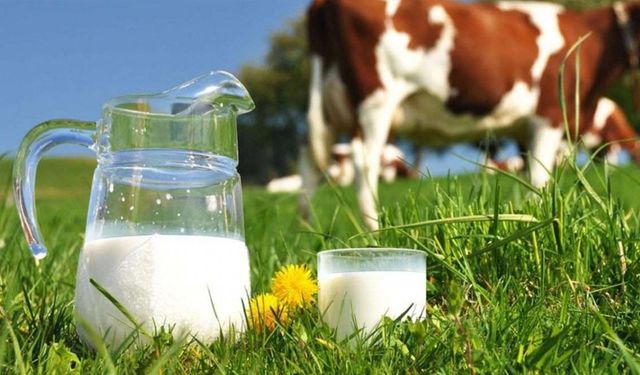 İnekler kesime gidiyor: Süte zam mı gelecek?