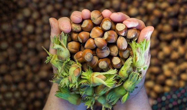 Fındıkta makas genişledi!