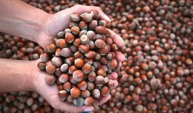 Fındık fiyatları sert düştü!