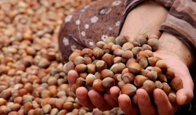 Fındık piyasasında yükseliş!