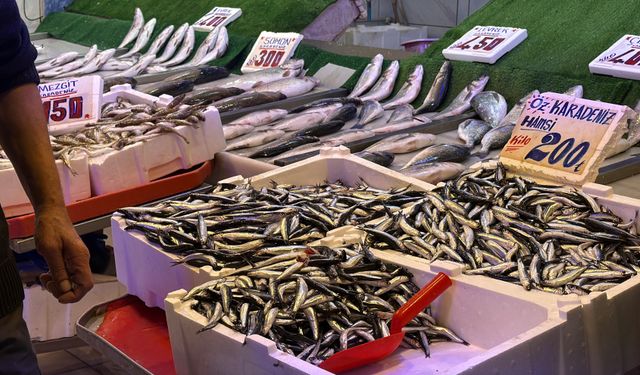 Hamsi tezgahların gözdesi oldu