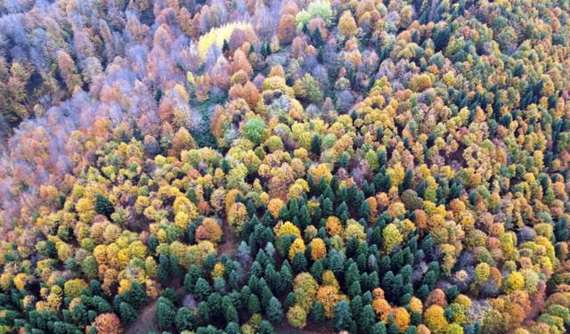 Akyazı'da renk cümbüşü havadan görüntülendi