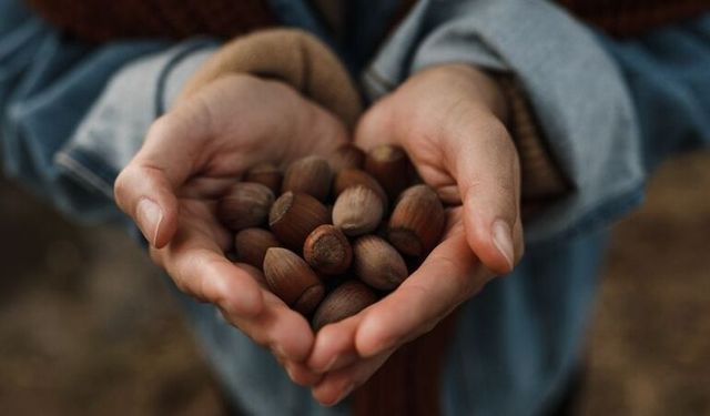 Ne olacak bu fındığın hali?