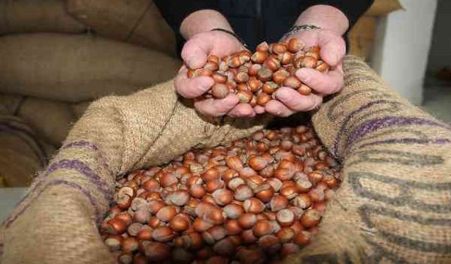 Fındığın kilosu 352 TL!