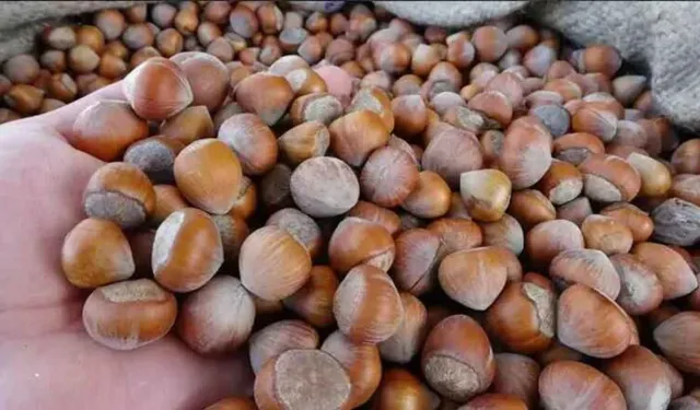 Fındık fiyatları çiftçiyi tatmin etmiyor