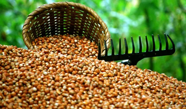 Fındık fiyatları şaşırtmıyor