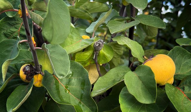 Dalların altın sarısını don vurdu