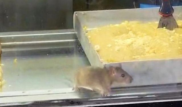 Börek tezgahlarında fare cirit attı