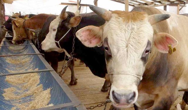 Karasu'da 37 mahalleye şap kısıtlaması