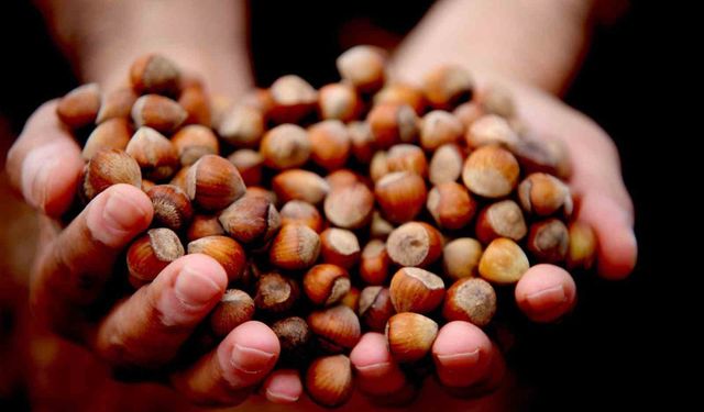 Sakarya fındık fiyatları