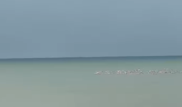 Kocaali'nde nadir görülen flamingolar