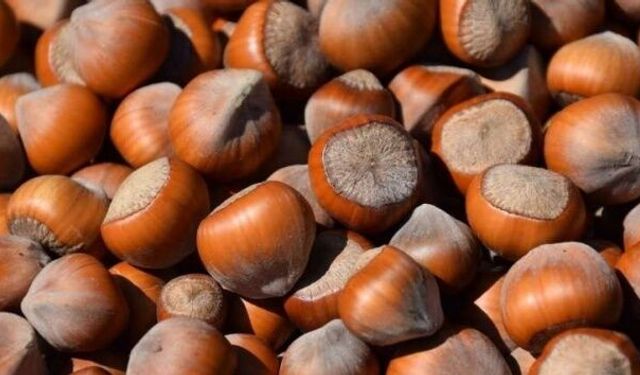 Fındık fiyatları: Randıman önemli!