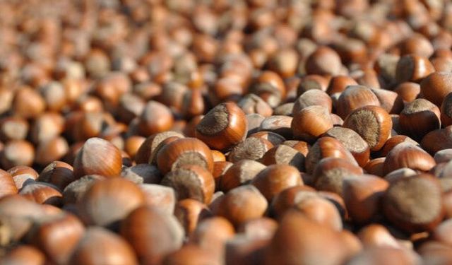 Fındık dalgalanması üreticiyi üzüyor