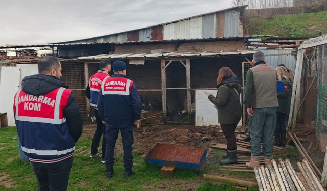 Kaçak avcılık operasyonunda onlarca hayvan kurtarıldı