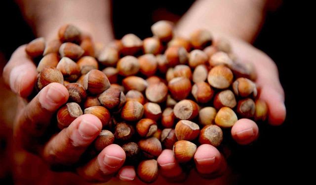 Fındık fiyatlarında son durum