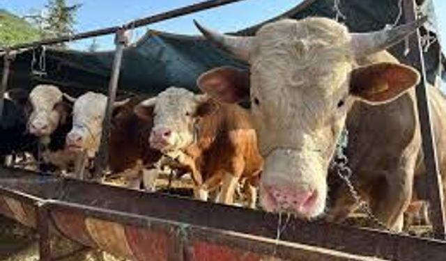 Sakarya'da 2026 kurbanlık hisse fiyatları!