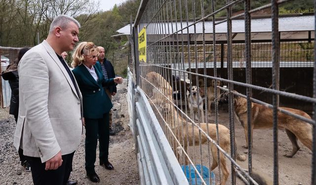 Sokak hayvanları için modern yaşam alanı