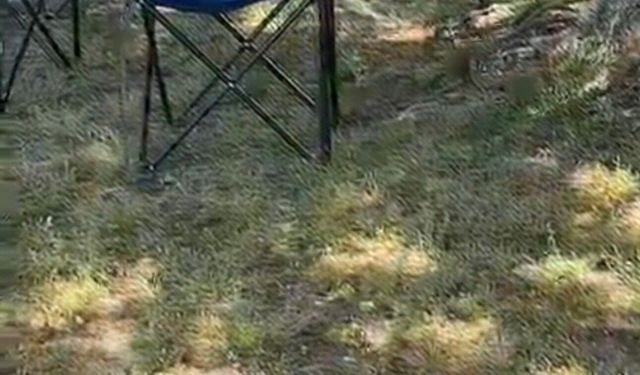 Sarı yılan paniğe yol açtı
