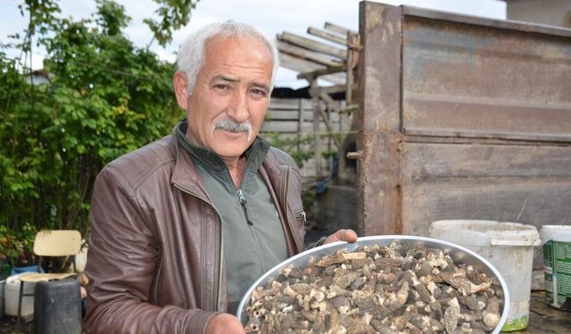 Yanan ormanlık alanda doğa cömert davrandı