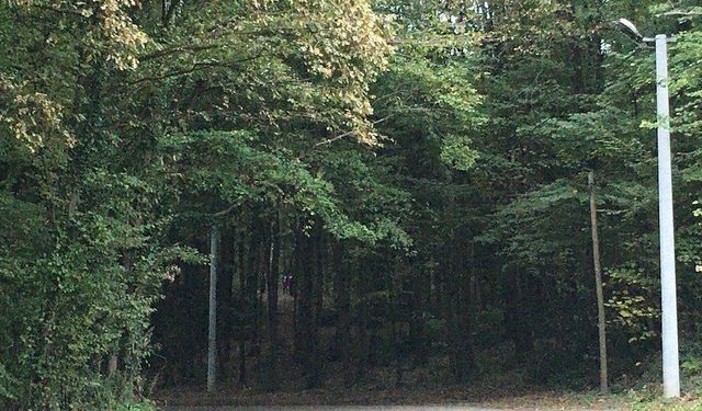 Sakarya'da o bölge orman statüsünden çıkarıldı