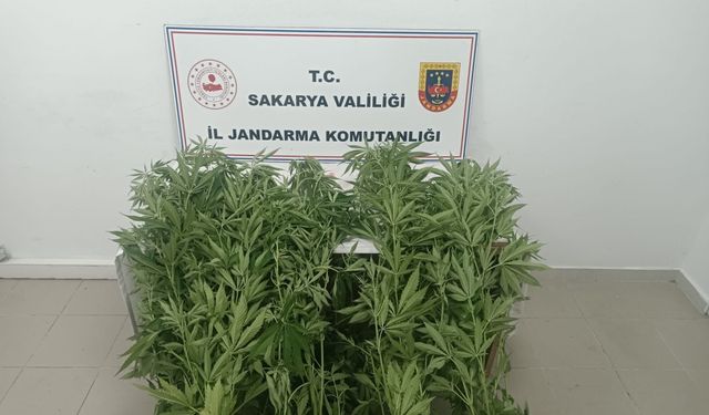 3 ilçeye yasaklı madde baskını