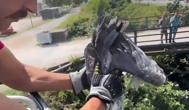 Balıkçıl kuşun imdadına itfaiye yetişti