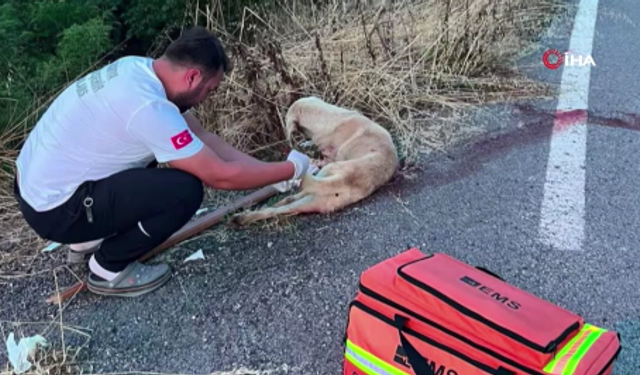 Yaralı köpeğe ilk müdahaleyi sağlık ekipleri yaptı