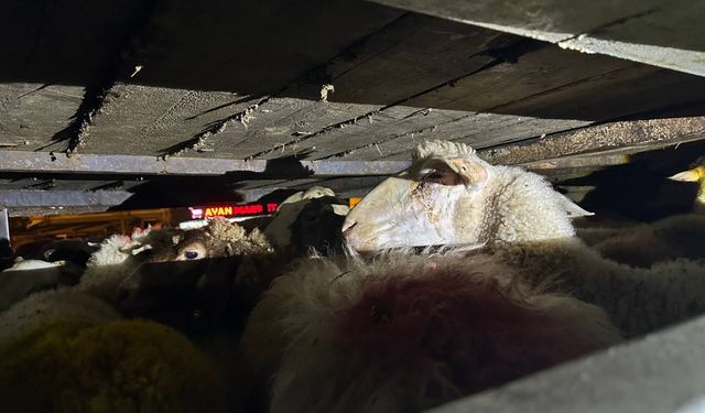 2 ton 280 kilo midye ve 156 küçükbaş hayvan yakalandı