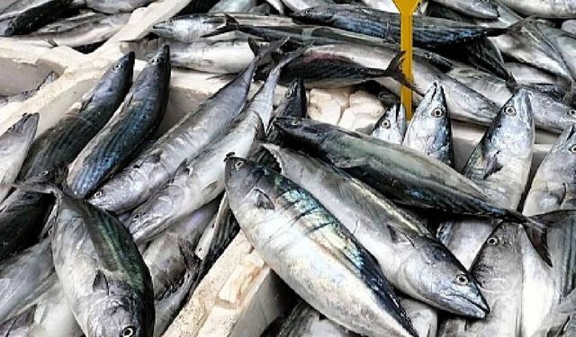 Palamut bolluğu tezgâhlara yansıdı: 100 liradan satılıyor