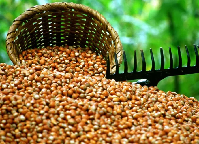 Fındık fiyatları yeniden düşüşte