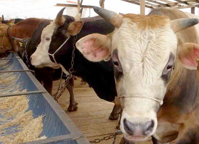 Karasu'da 37 mahalleye şap kısıtlaması