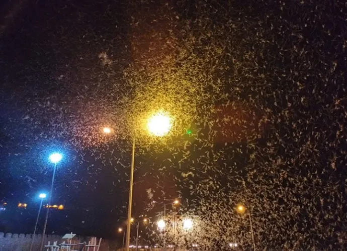 Bir gün sinekleri ortaya çıktı