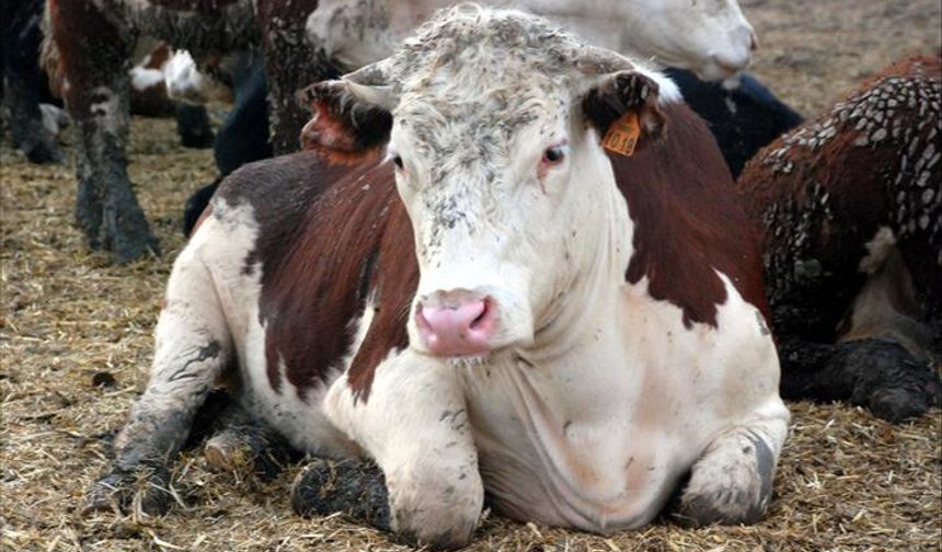 Türkiye'de 'Deli Dana Hastalığı' Şüphesi Alarmı