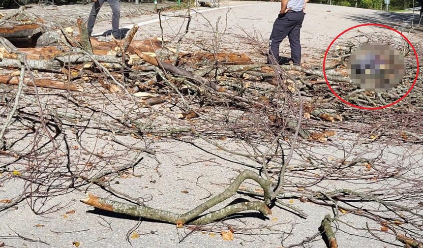 Üzerine ağaç düşen belediye işçisi yaşamını yitirdi!