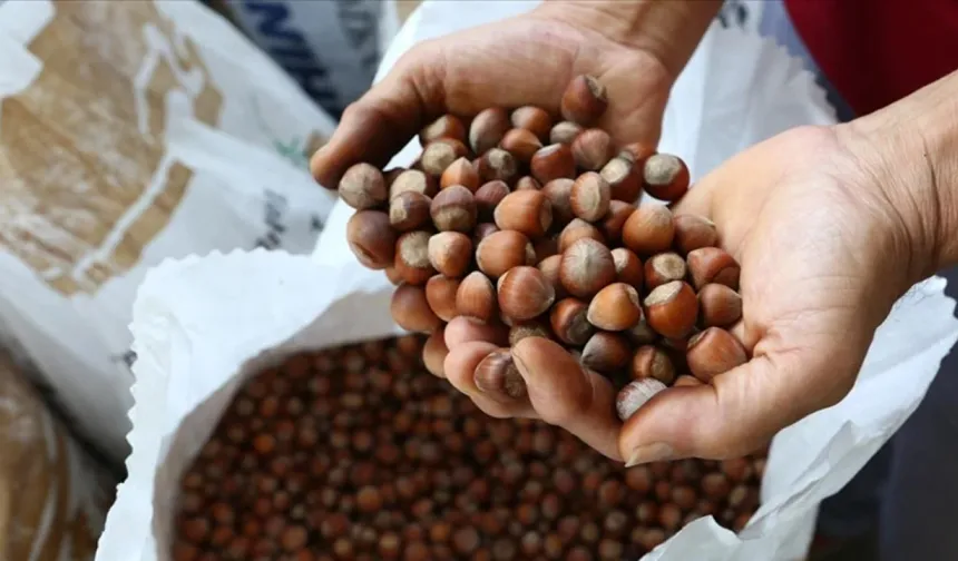 Fındık fiyatlarında sert düşüş!