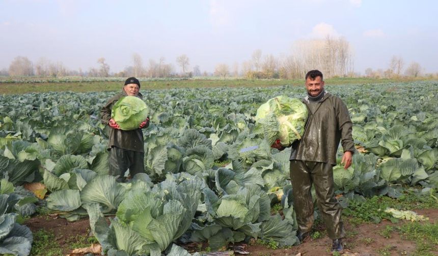 Turşuların başrol oyuncusu lahana