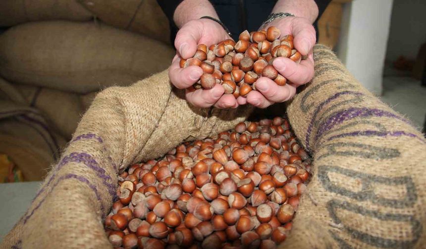 Fındık fiyatları tepetaklak