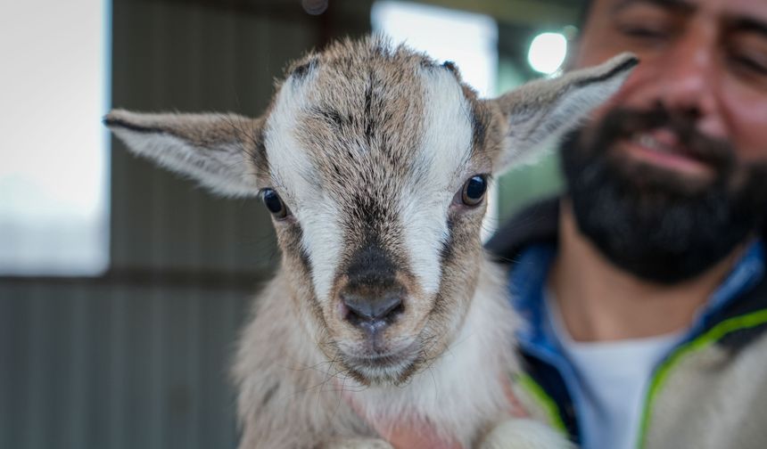 Cüce keçiler evcil hayvanlar arasına girdi