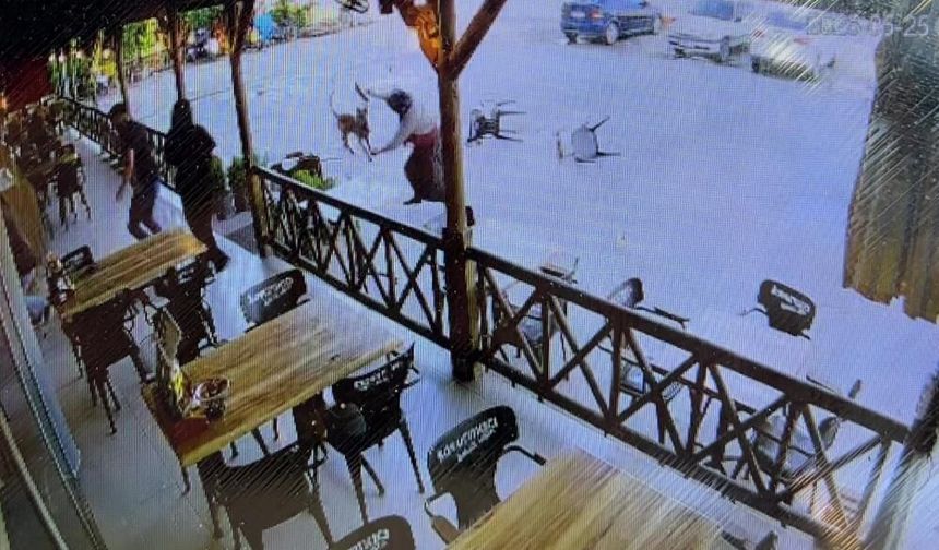 Köpek kadının kolunu kopardı