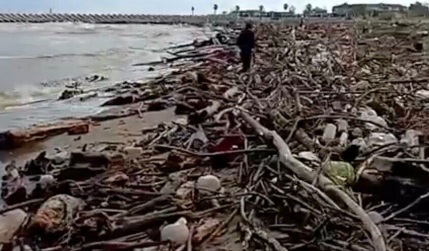 Sakarya Nehri'nin taşıdığı odunlar Karasu sahiline vurdu