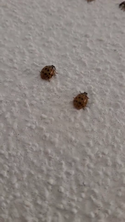 Vlcsnap 2025 10 20 09H55M06S309