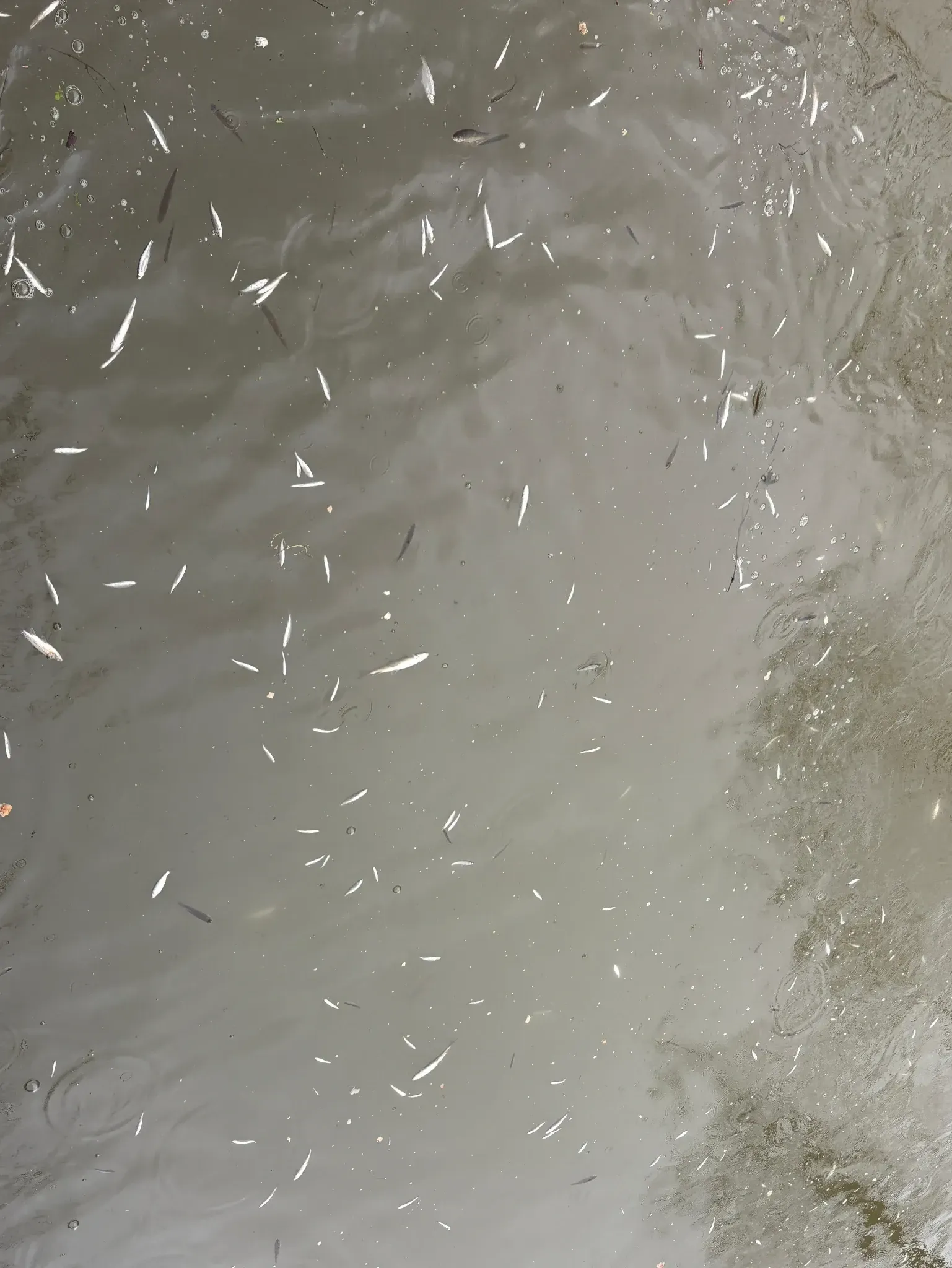 Aa 20260227 40683626 40683623 Sakaryada Balik Olumleriyle Ilgili Inceleme Baslatildi