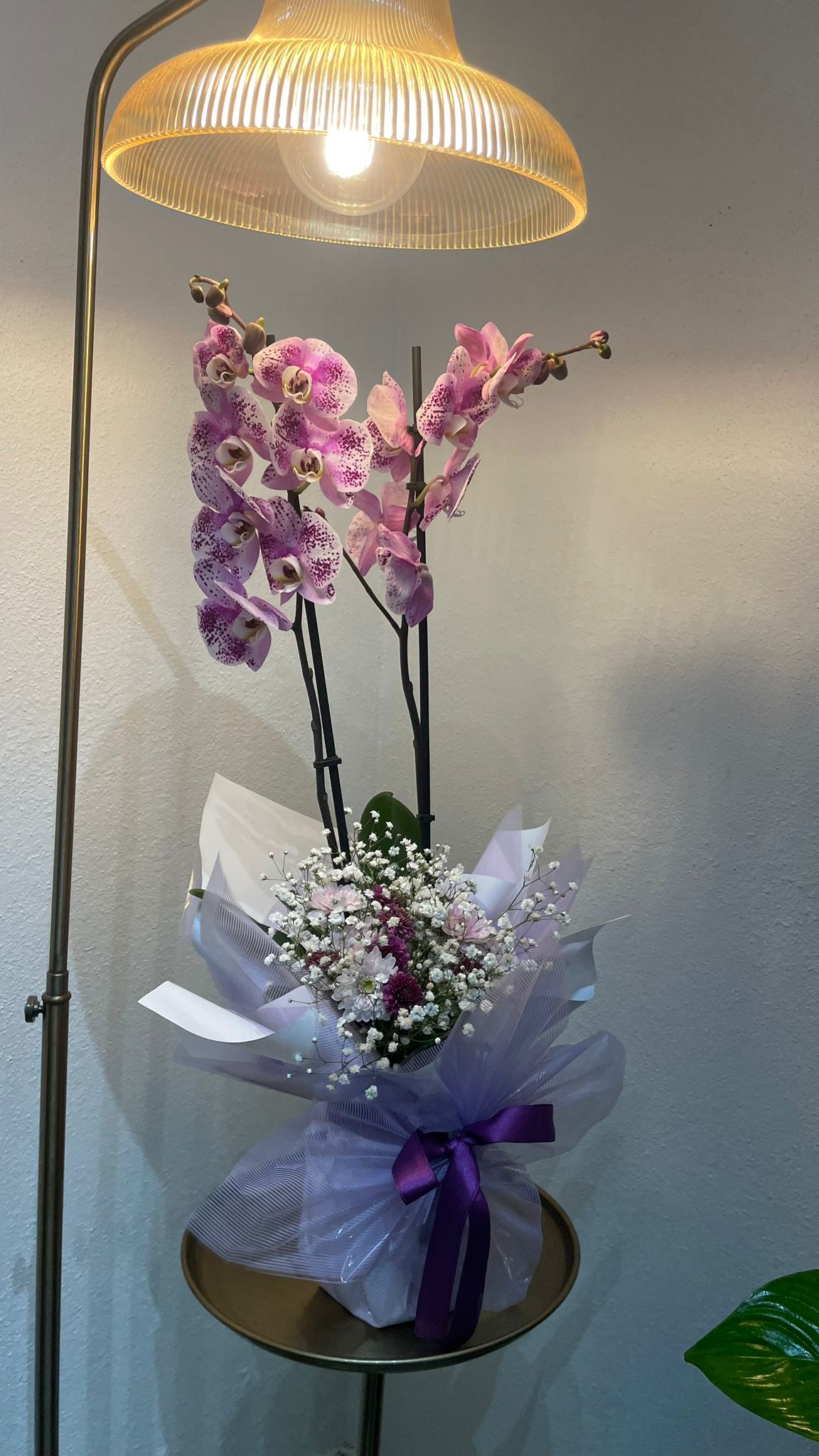 Whatsapp Image 2026 02 13 At 11.54.16