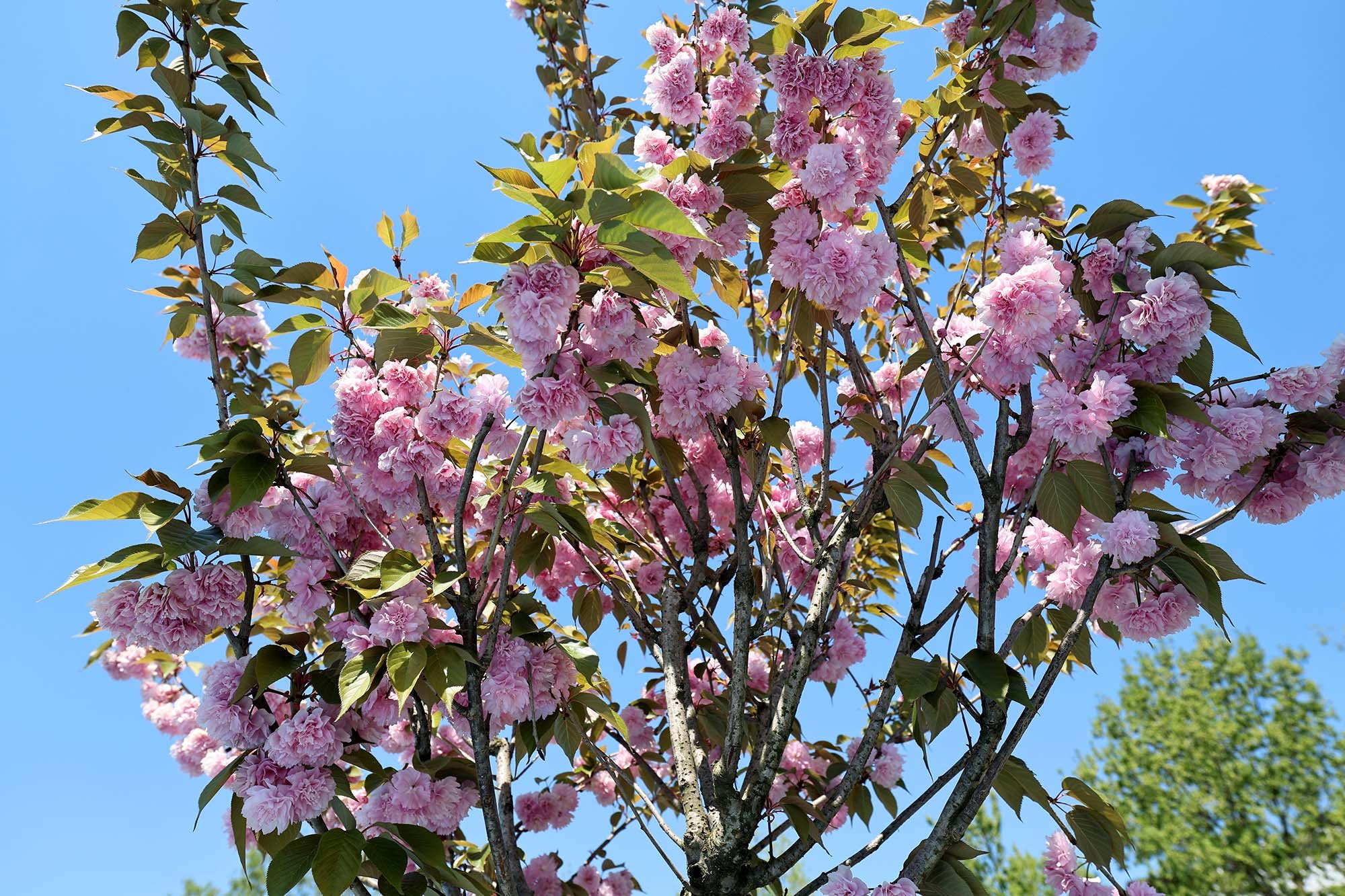 1 2026 04 26T153153.505